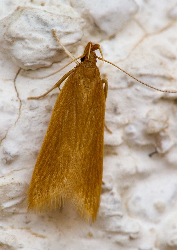 Helcystogramma rufescens