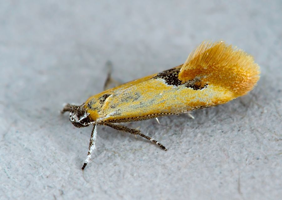 Batia internella cf.