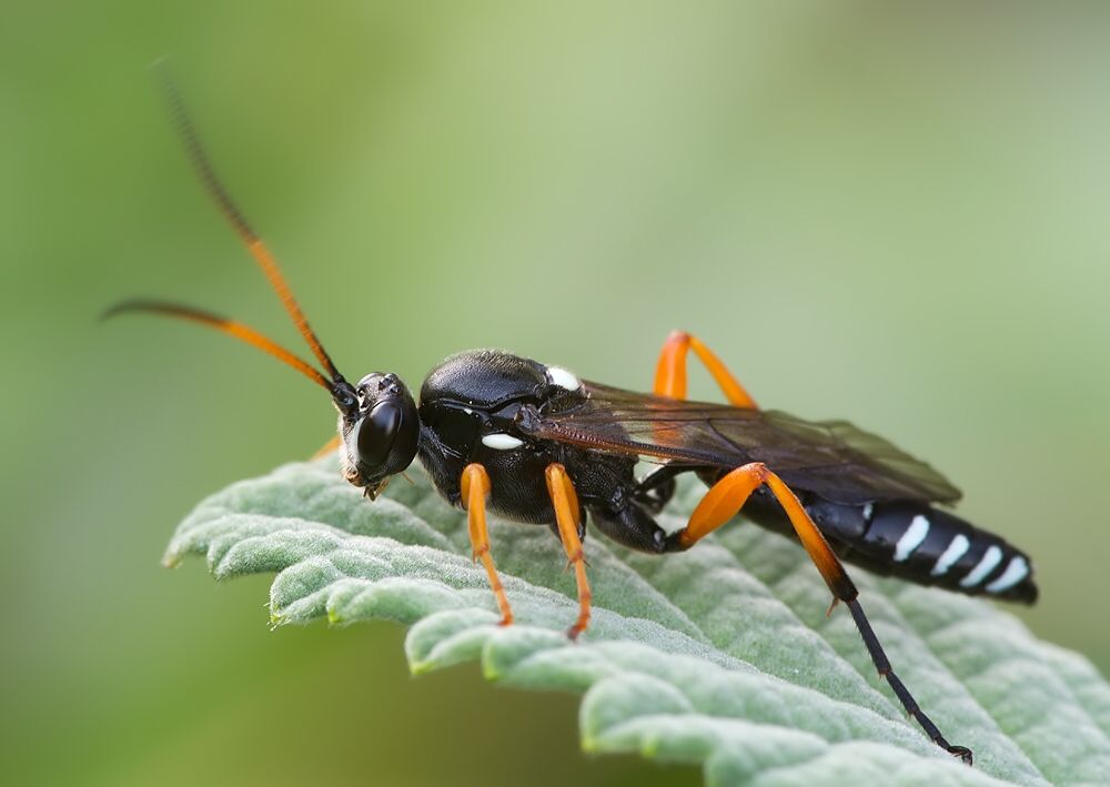 Eutanyacra glaucatoria