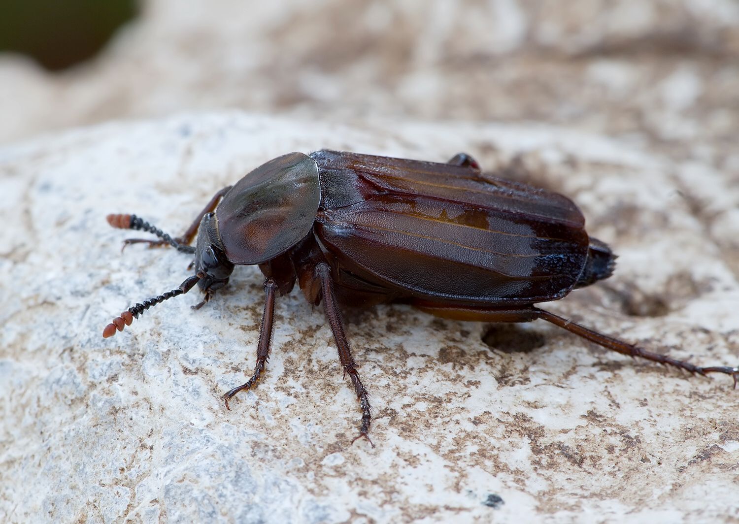 Necrodes littoralis
