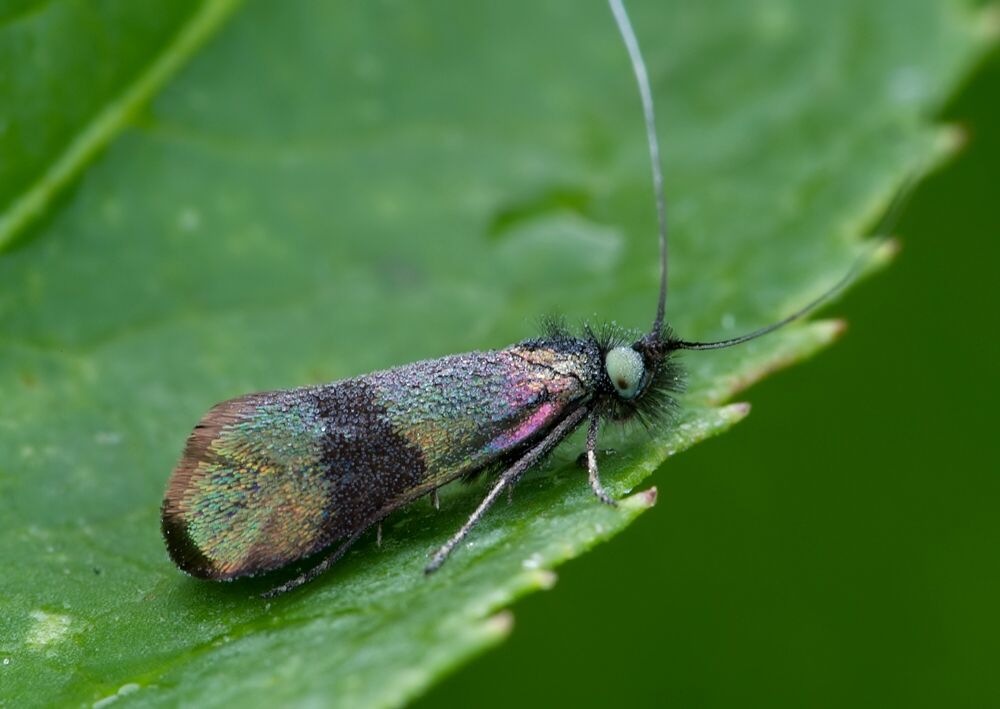 Nemophora fasciella