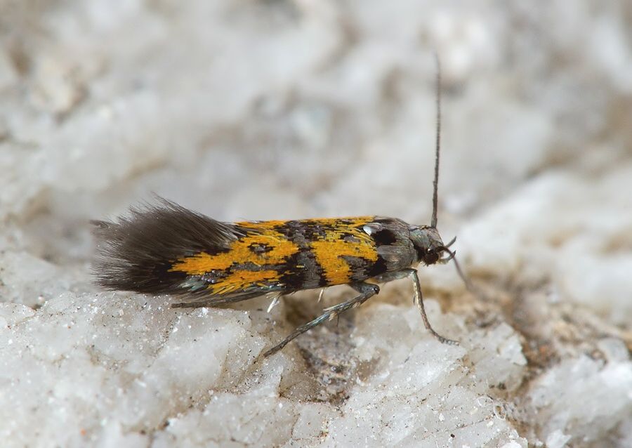 Chrysoesthia drurella