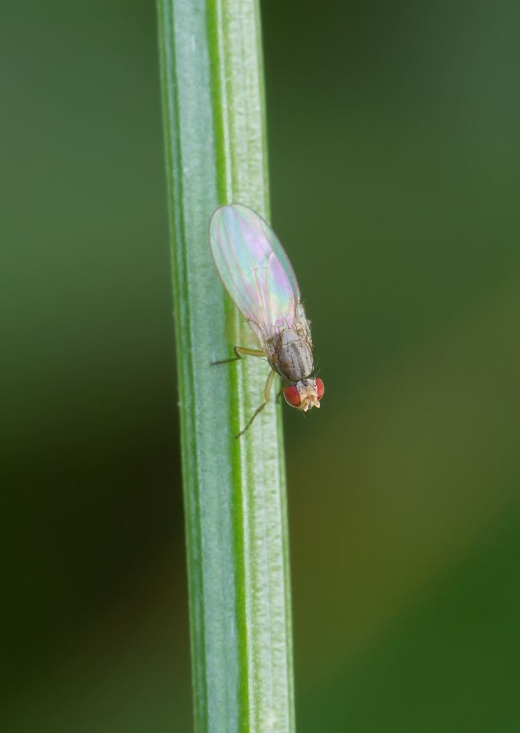 Scaptomyza pallida