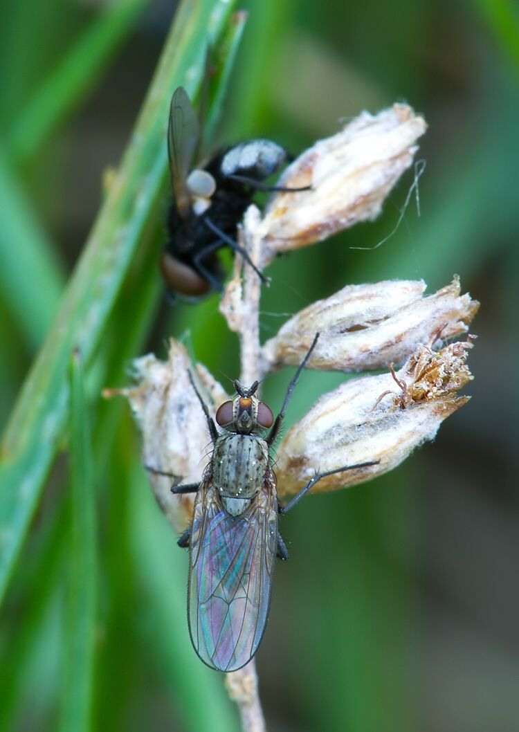 Hylemya variata
