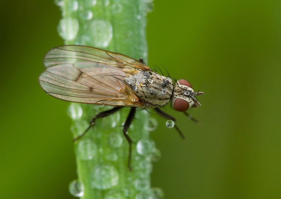Anthomyia liturata