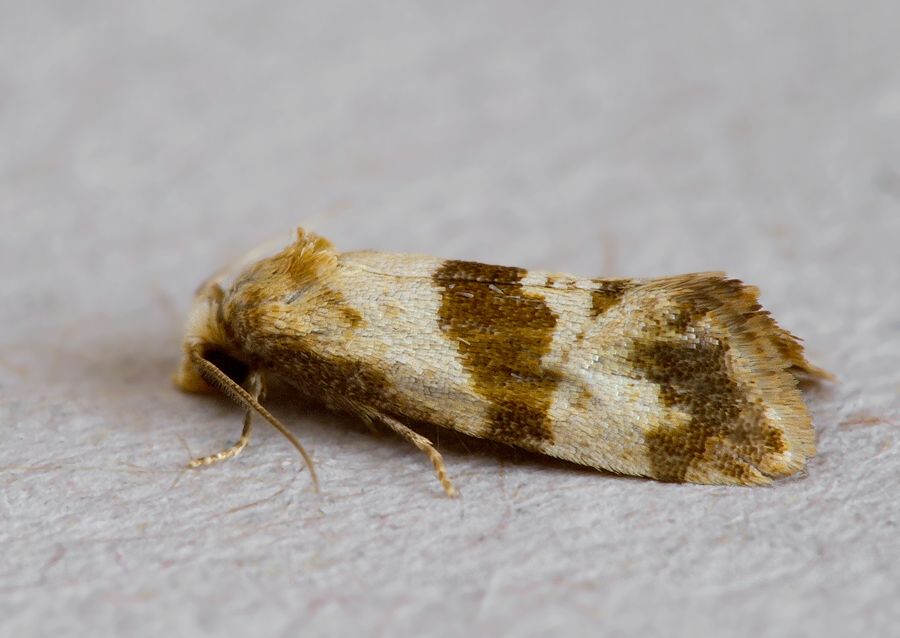Phalonidia contractana