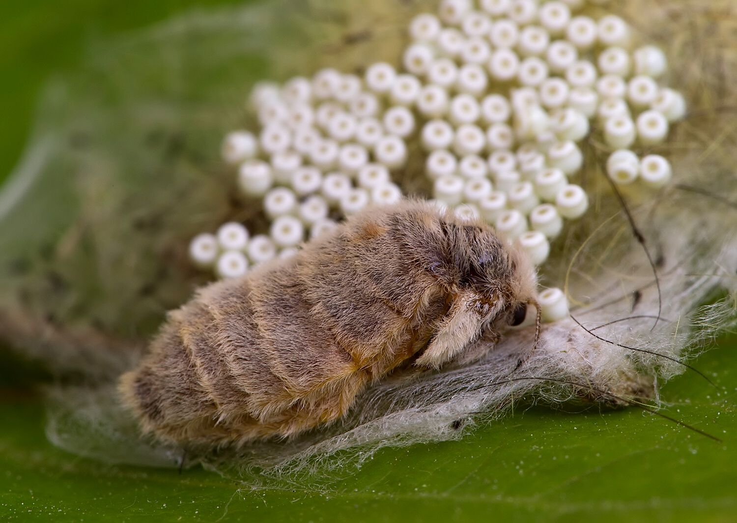 Orgyia antiqua