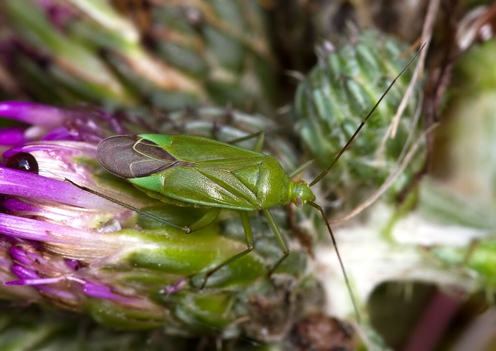 Calocoris affinis