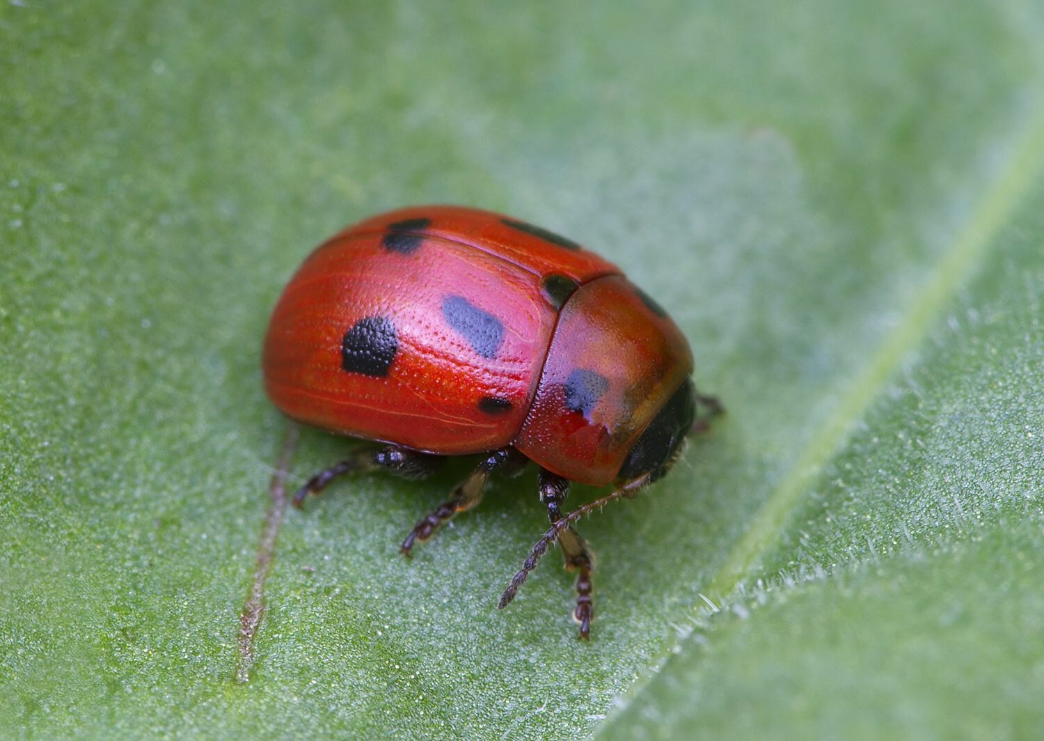Gonioctena fornicata
