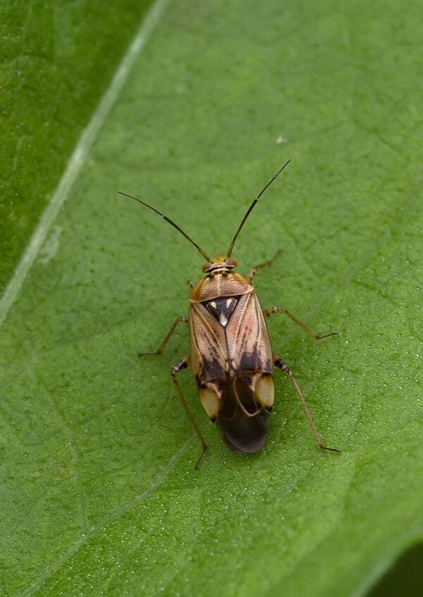 Lygus rugulipennis