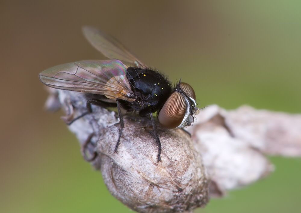 Phasia pusilla