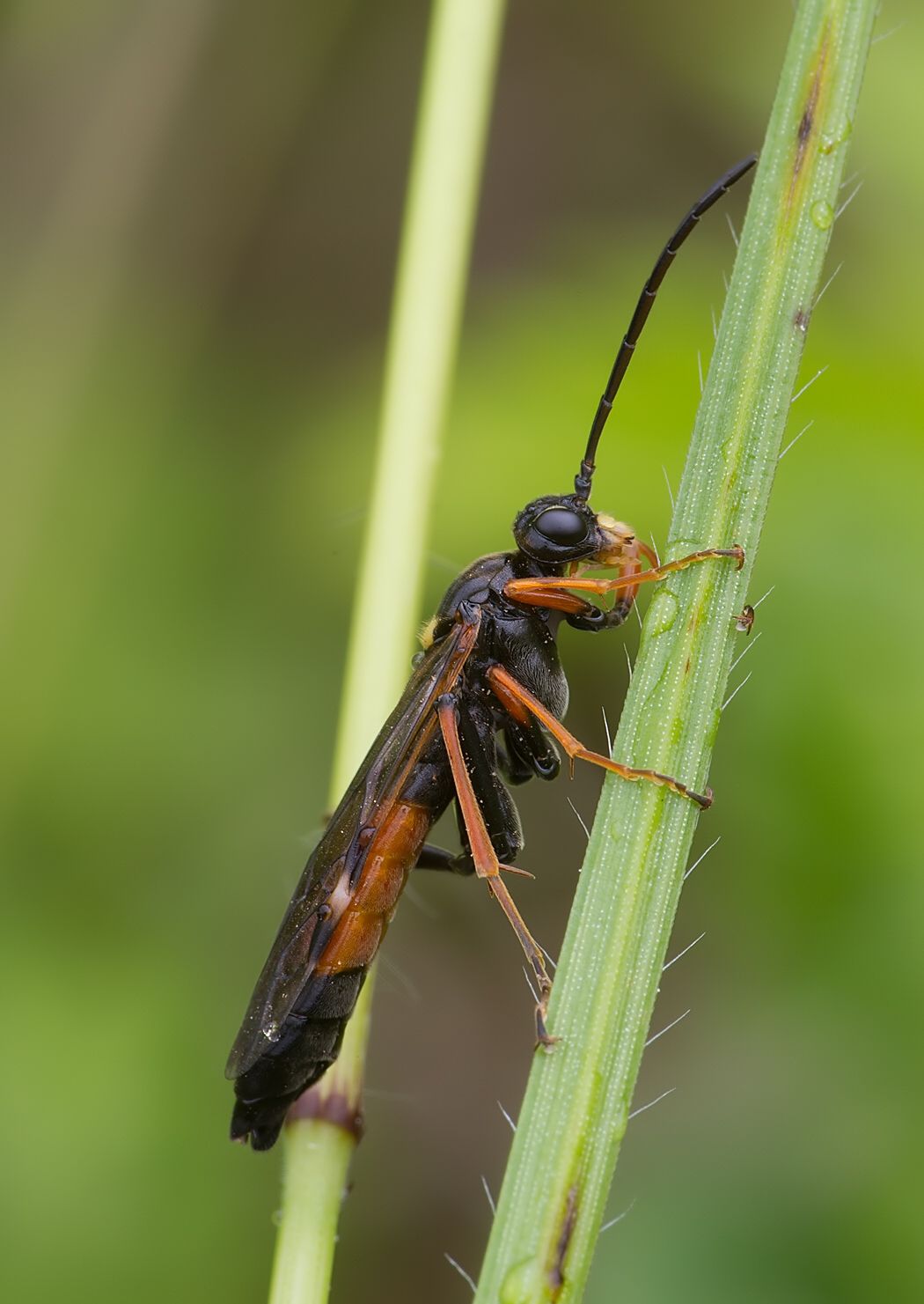 Tenthredopsis scutellaris