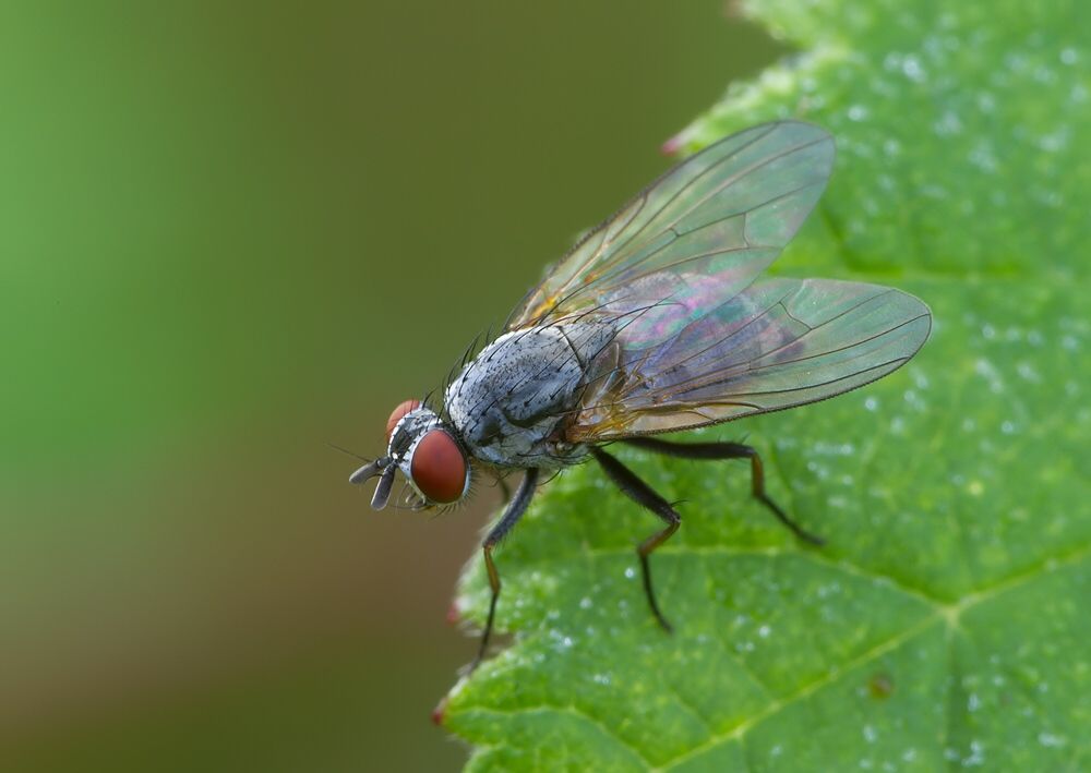 Emmesomyia socia