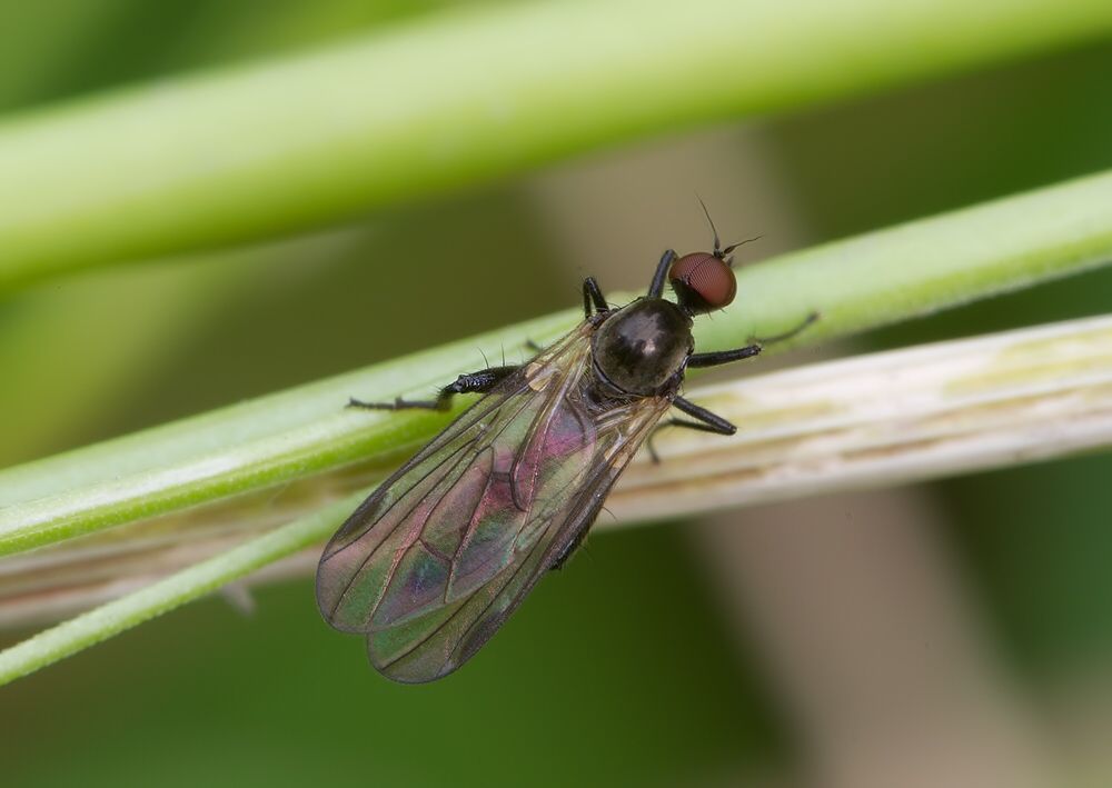 Hybos grossipes