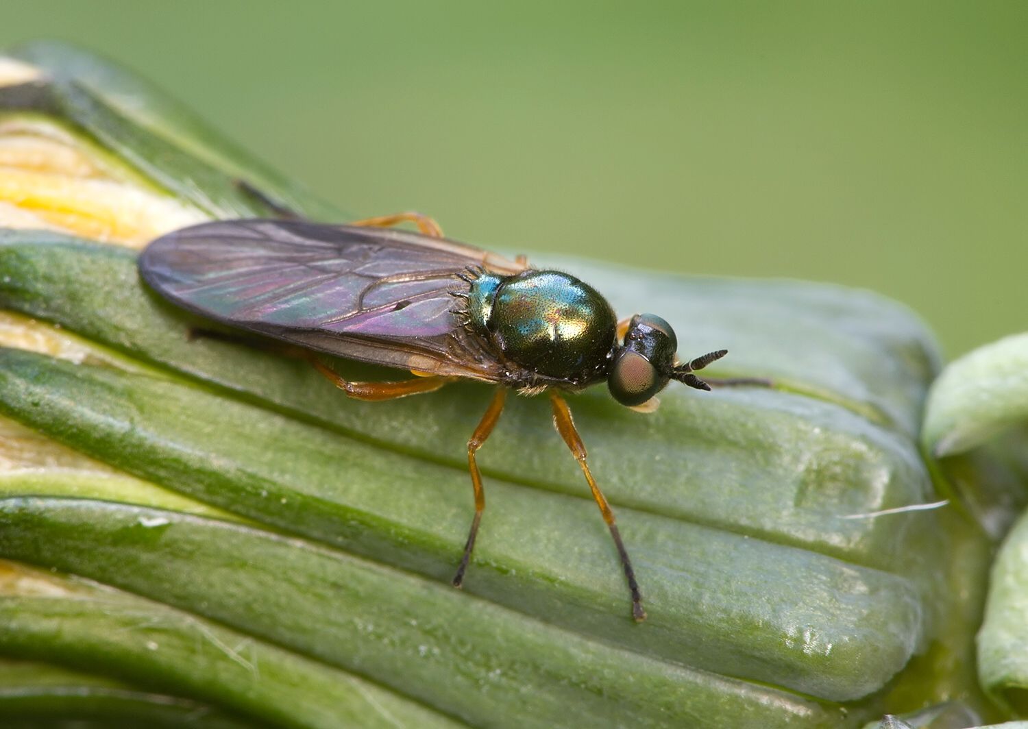 Beris chalybata