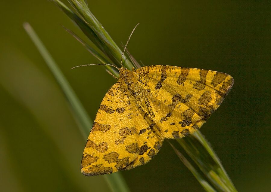 Pseudopanthera macularia