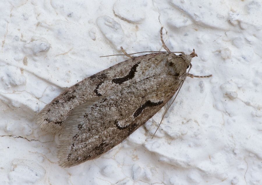 Semioscopis steinkellneriana