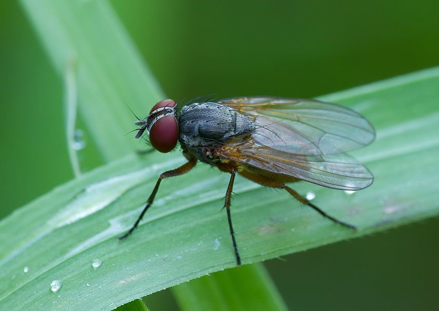 Hydrophoria lancifer cf.