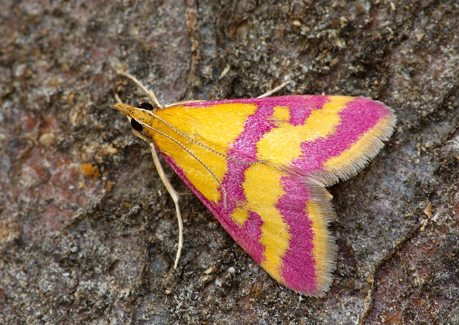 Pyrausta sanguinalis
