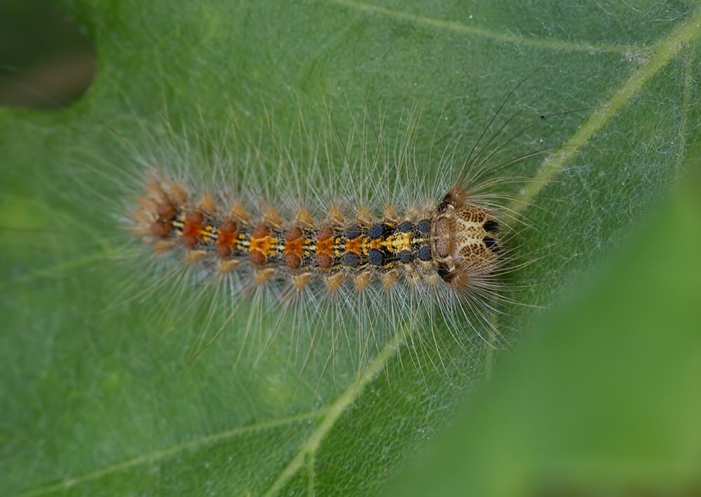 Lymantria dispar
