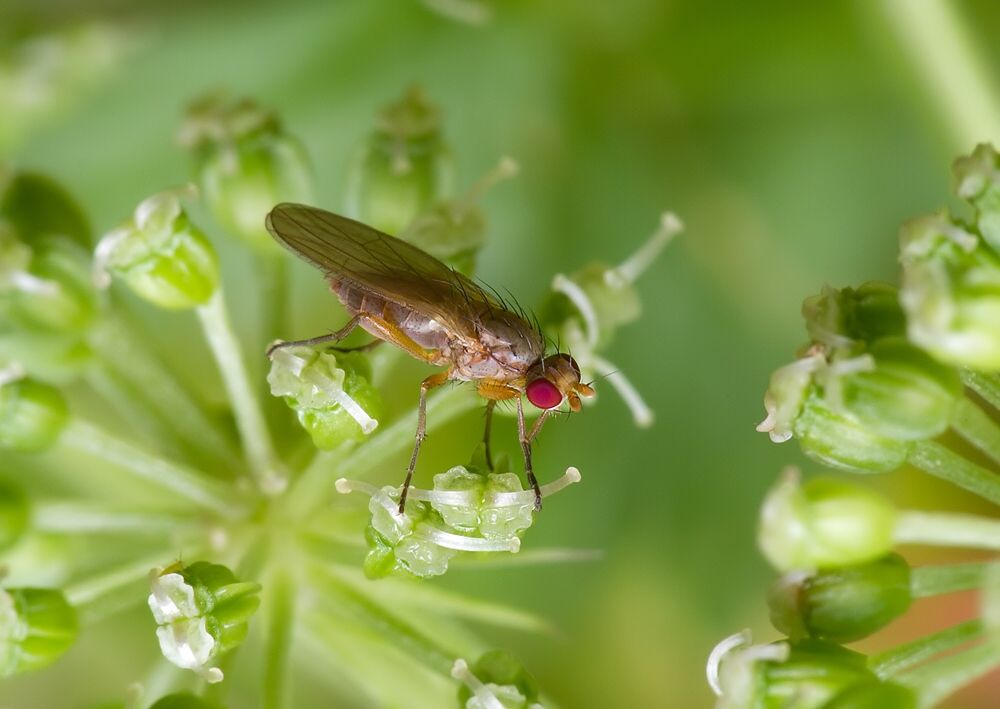 Neoleria flavicornis