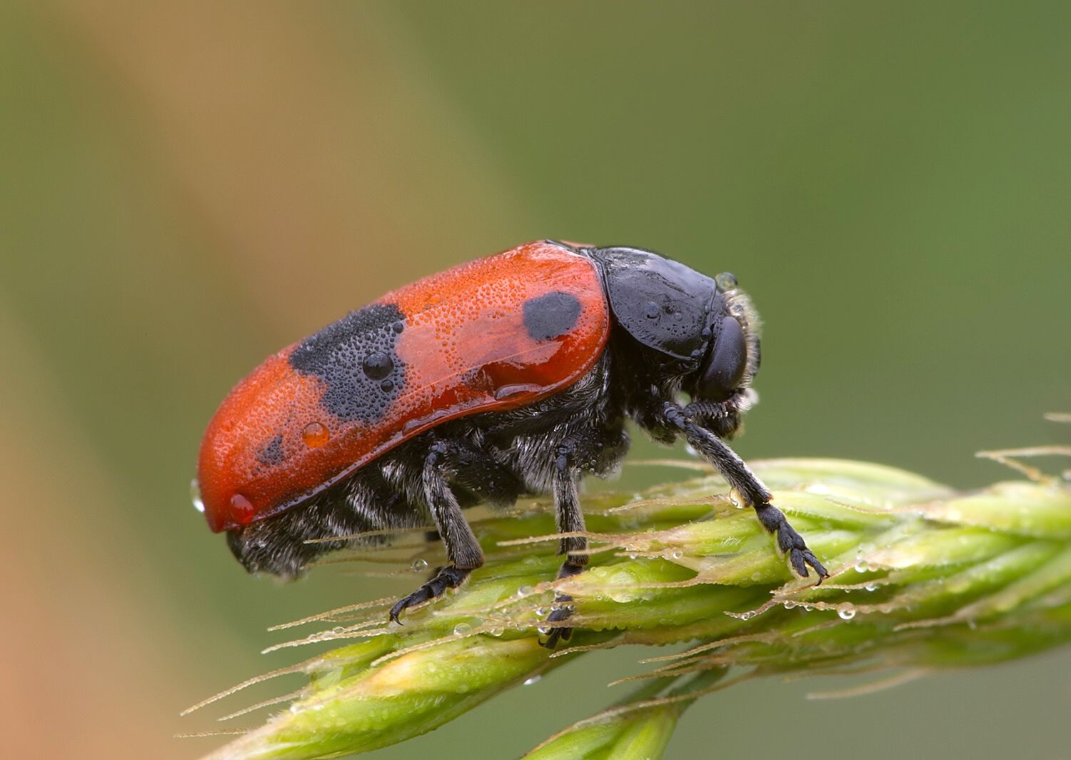 Clytra laeviuscula