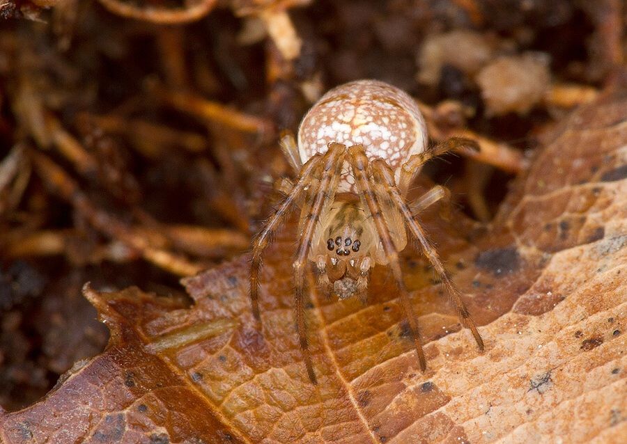 Metellina cf. mengei