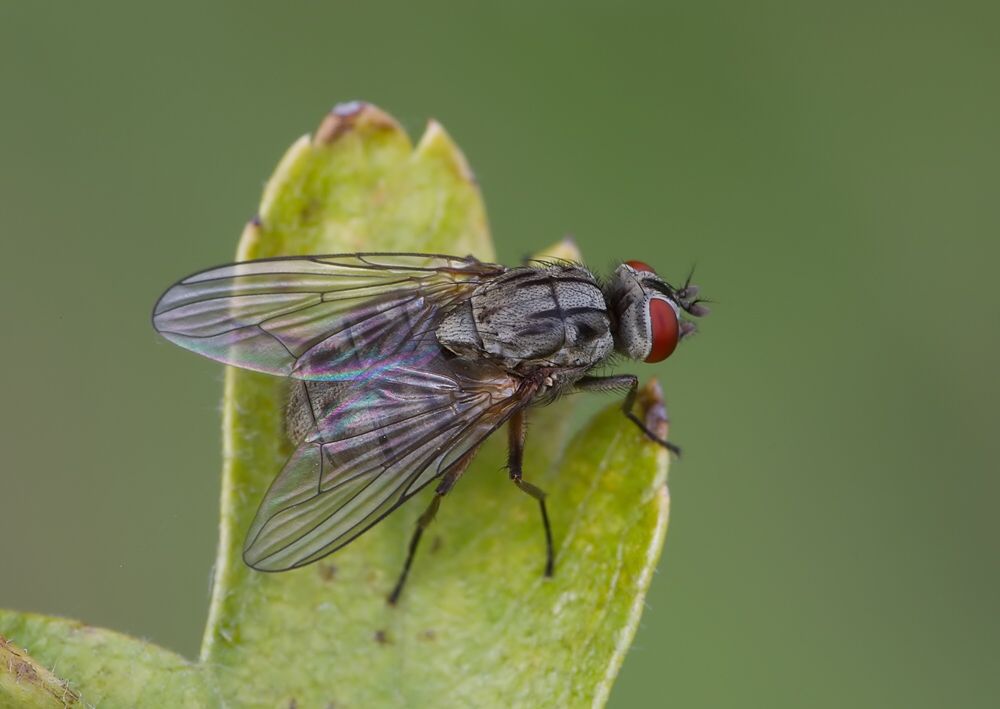 Morellia simplex