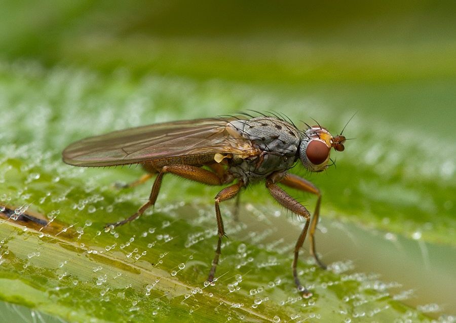 Tephrochlaena oraria