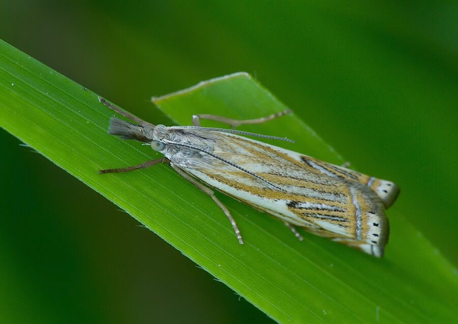 Crambus lathoniellus