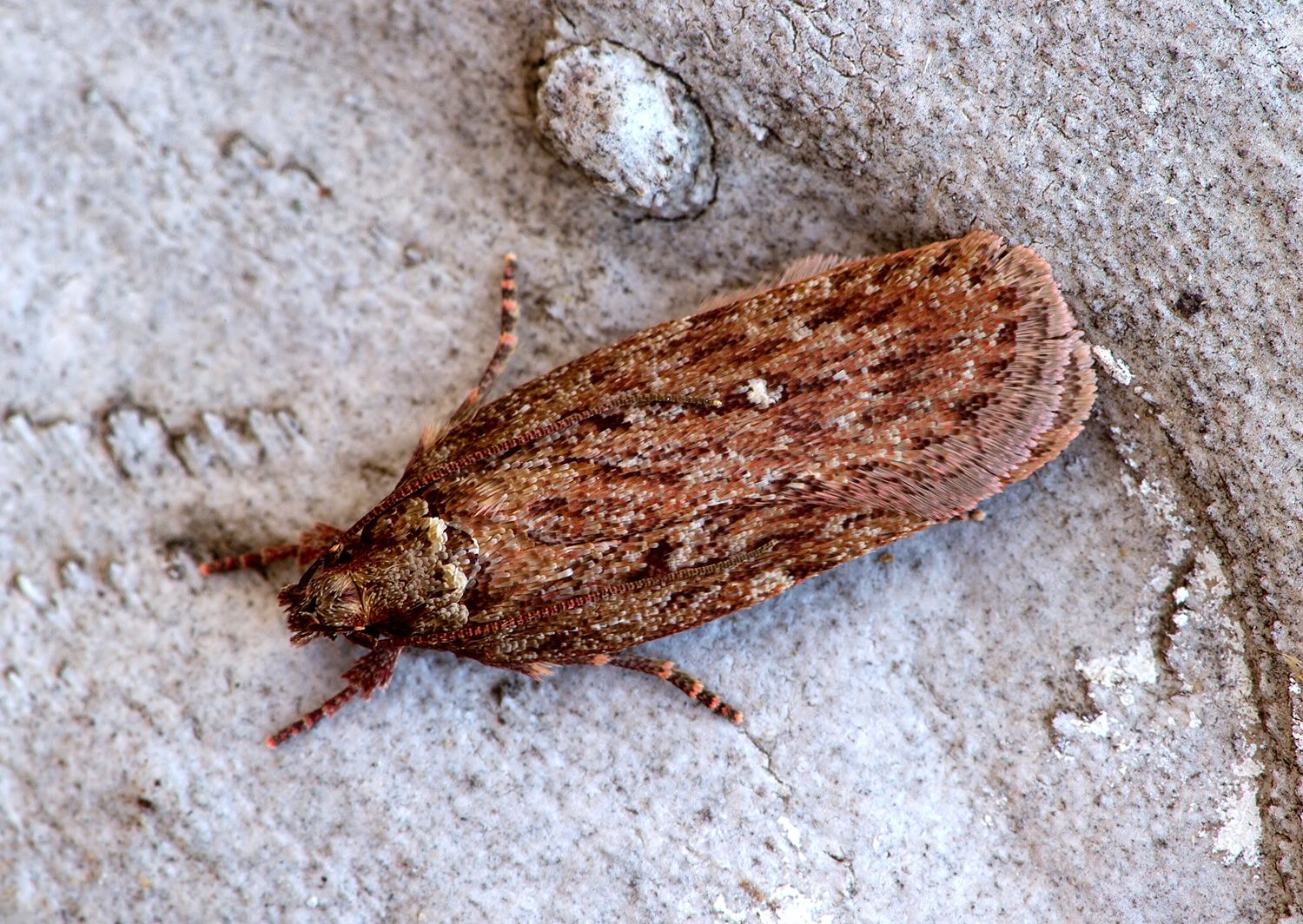 Depressaria olerella