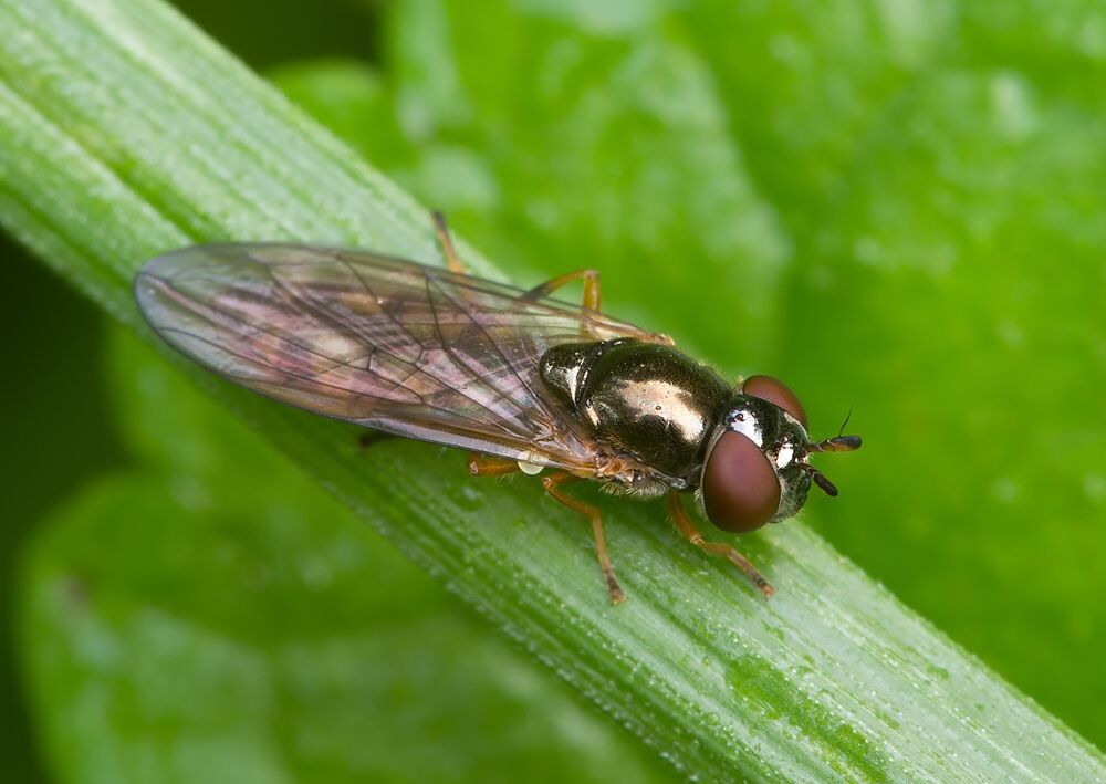 Melanostoma scalare