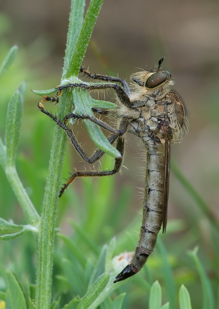 Tolmerus atripes