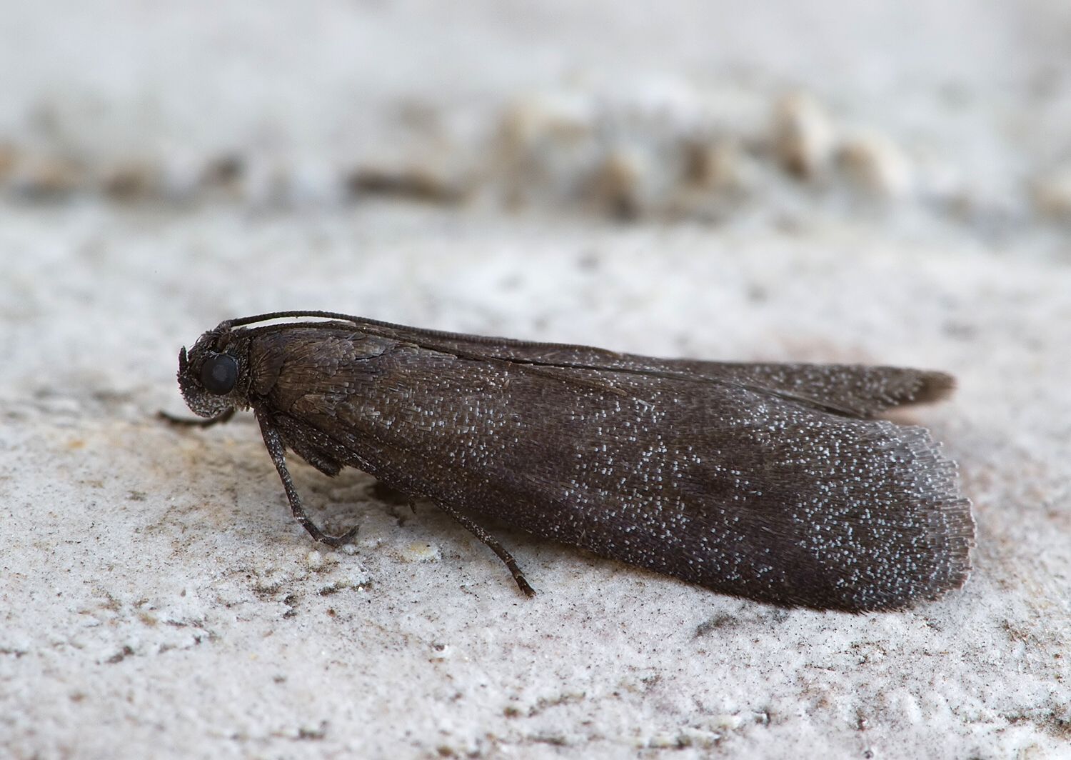 Episcythrastis tetricella