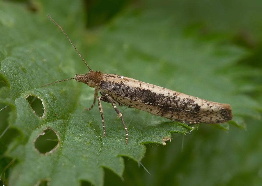 Ypsolopha ustella