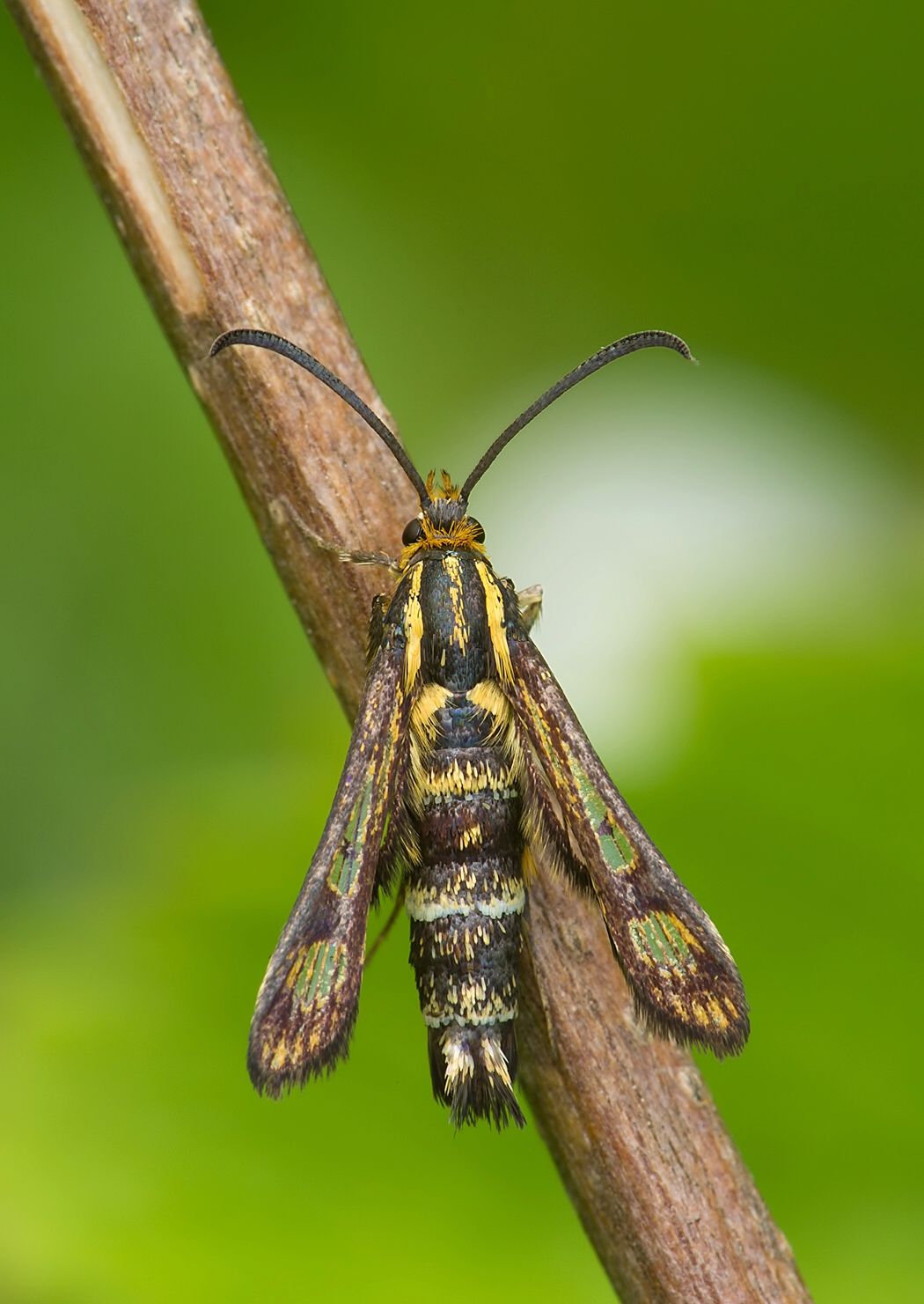 Chamaesphecia tenthrediniformis