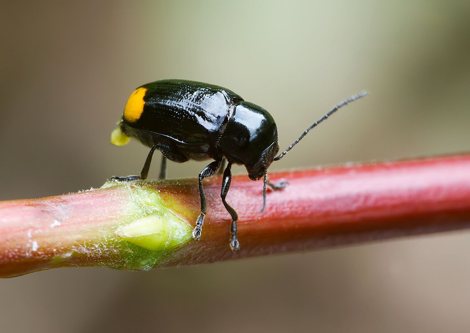 Cryptocephalus biguttatus