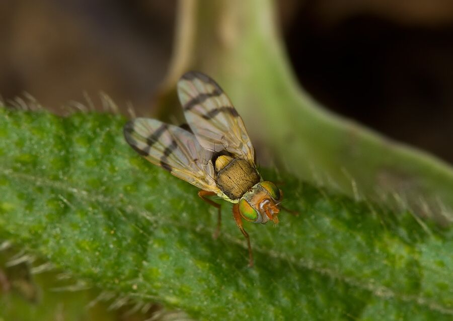 Urophora stylata