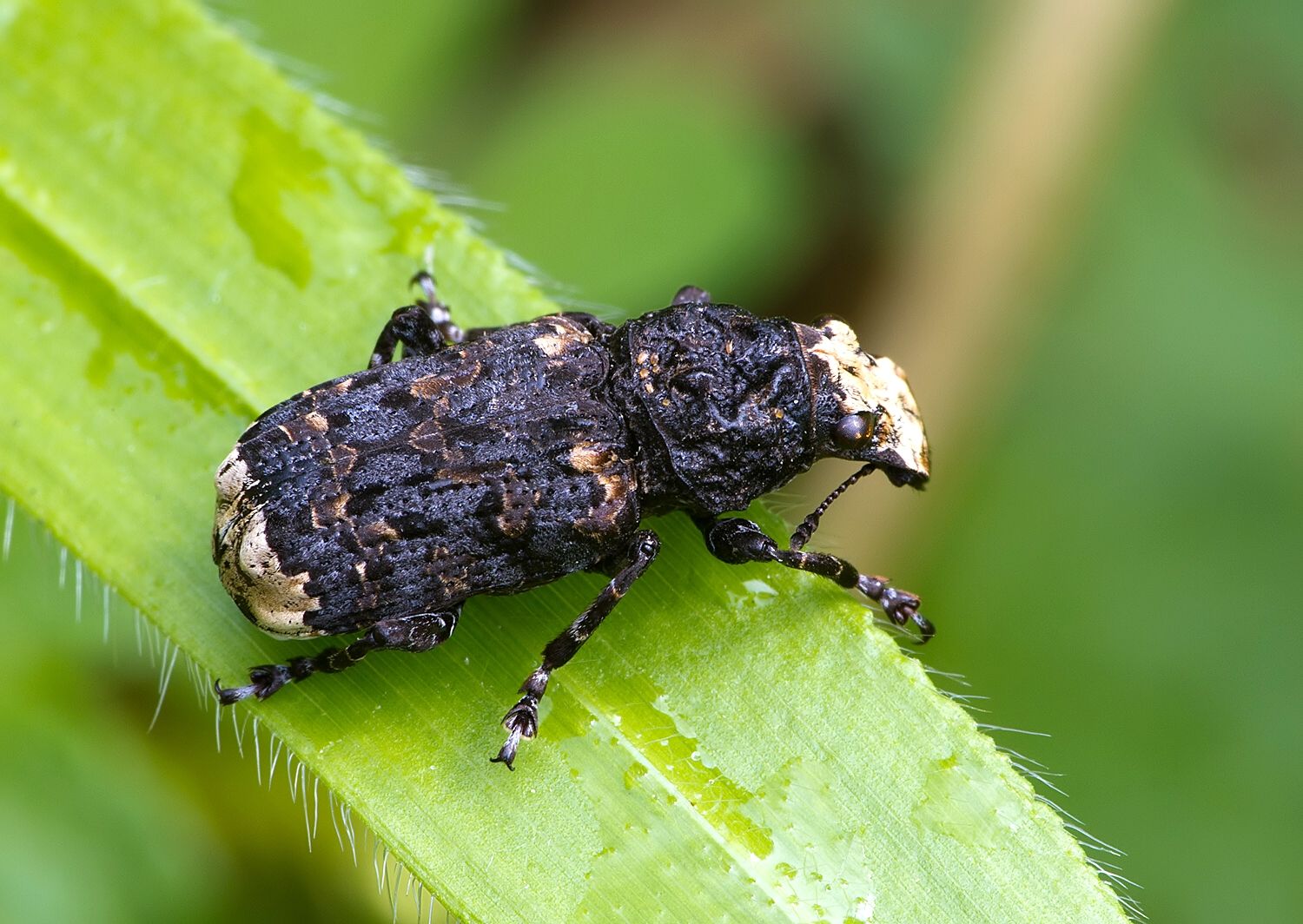 Platyrhinus resinosus