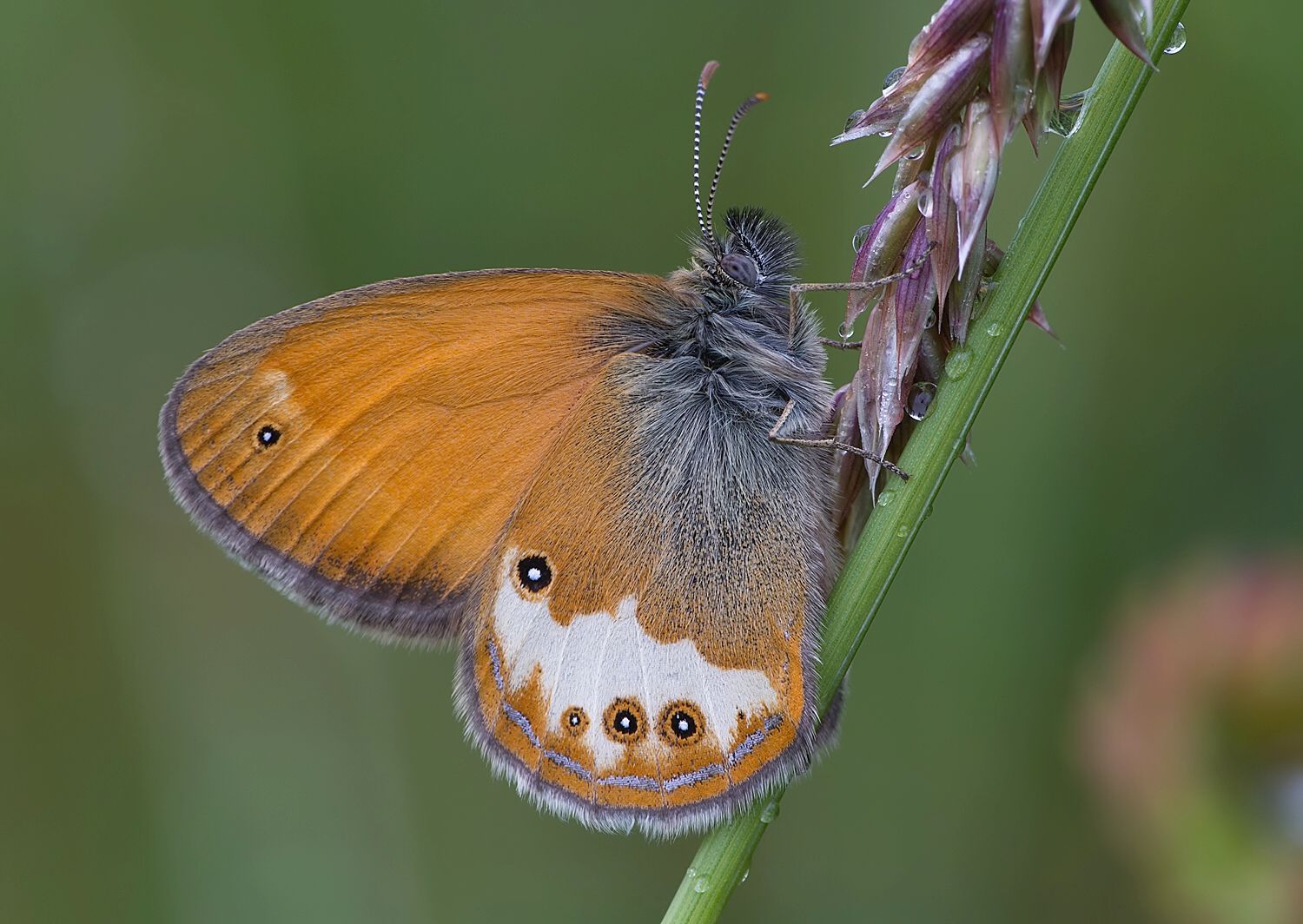 Coenonympha arcania