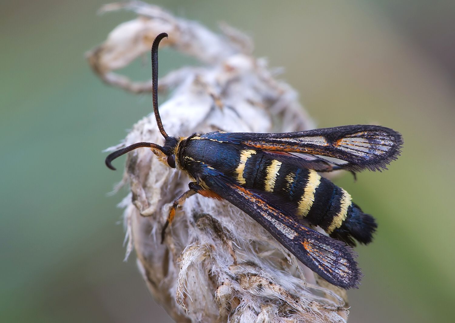 Bembecia megillaeformis