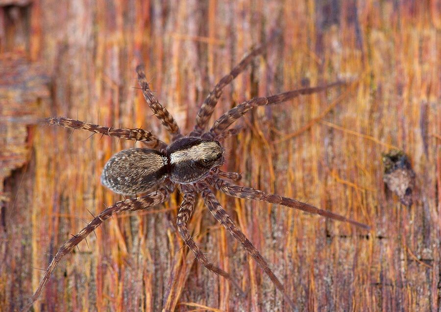 Pardosa lugubris
