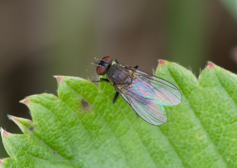Emmesomyia socia
