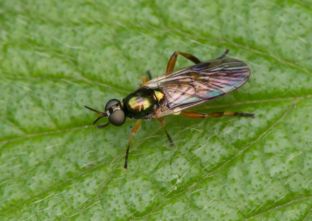 Chorisops tibialis