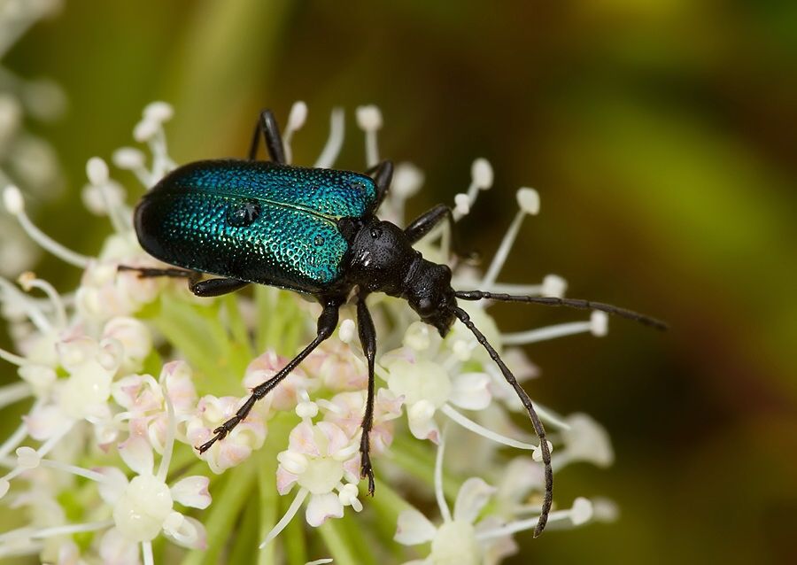 Gaurotes virginea