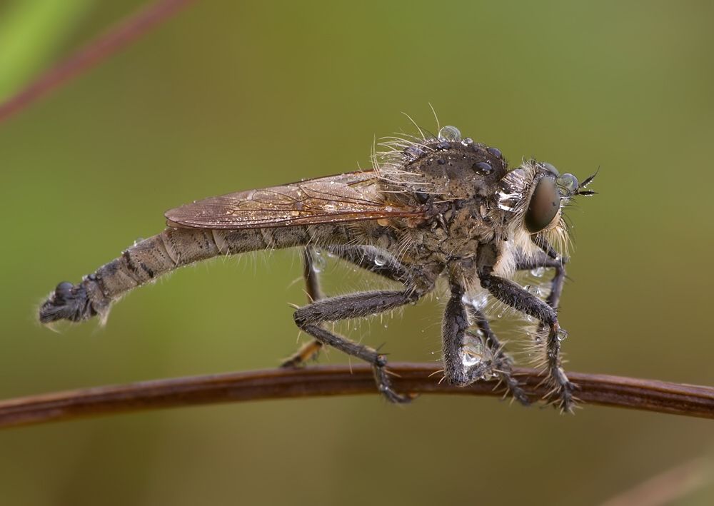 Machimus rusticus