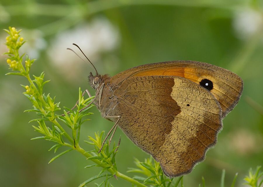 Maniola jurtina