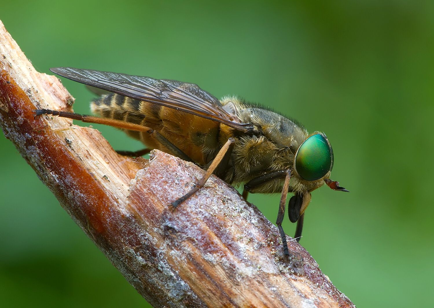 Philipomyia aprica