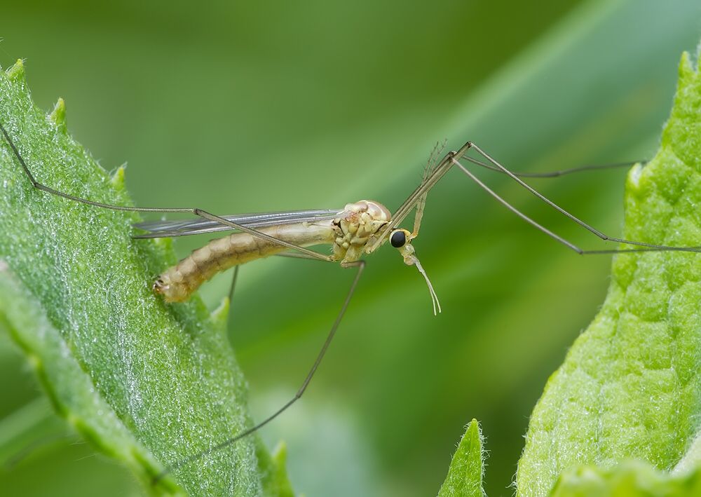 Nephrotoma dorsalis