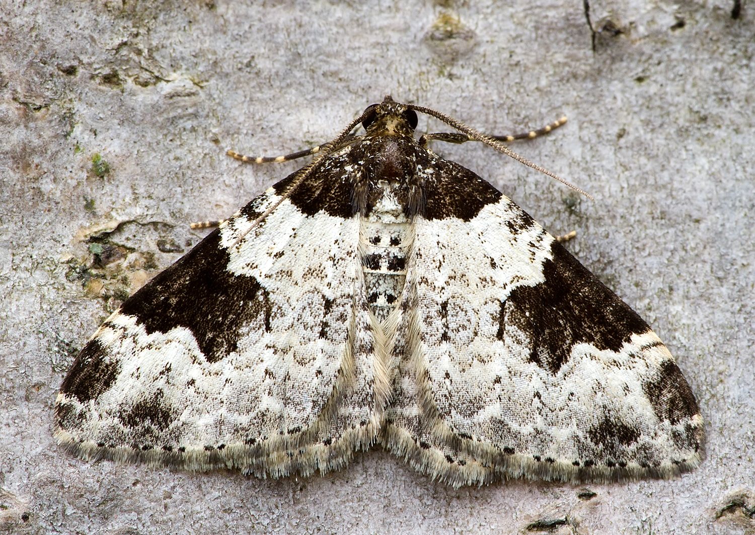 Xanthorhoe fluctuata
